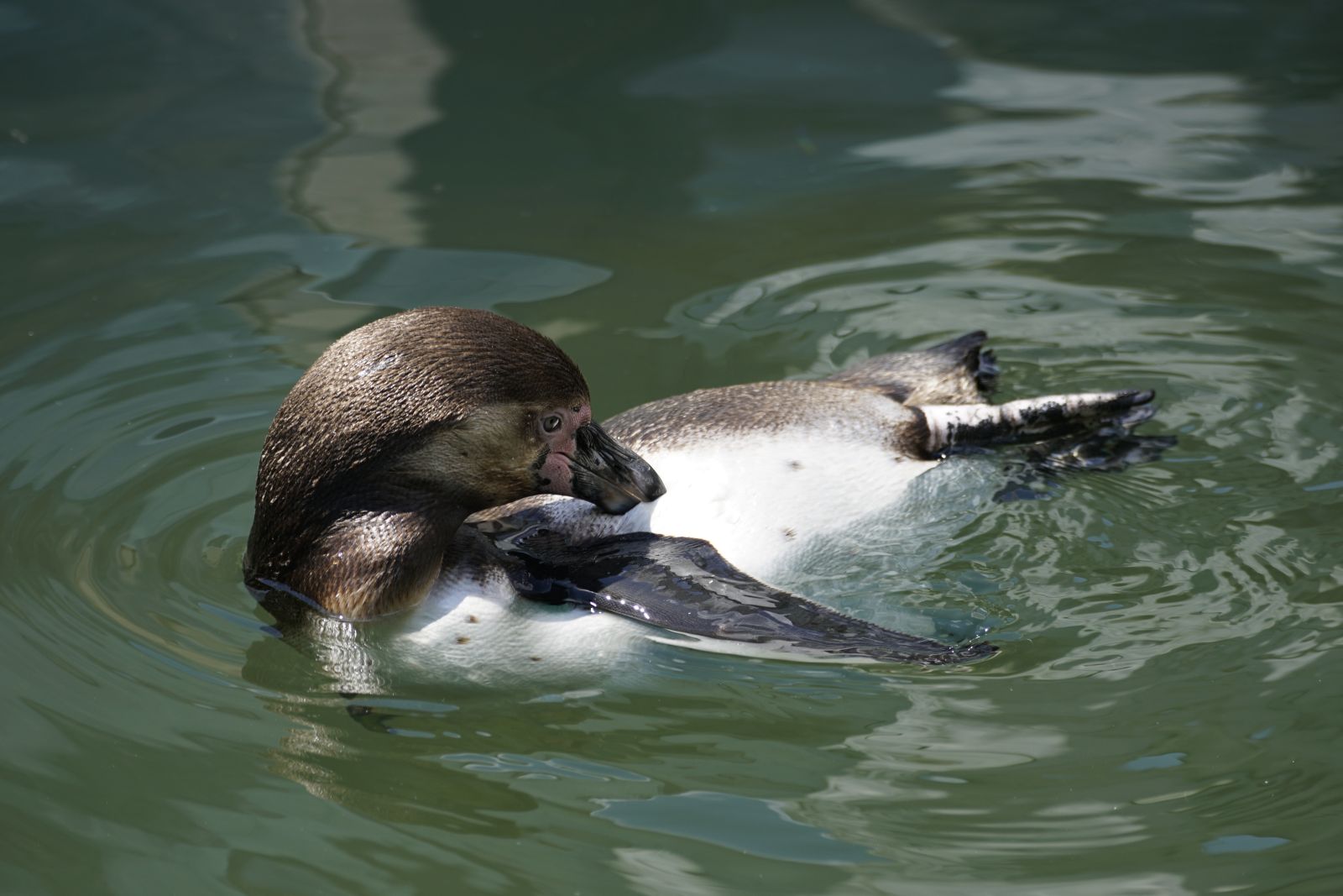 jhenning-humboldt-penguin-7309337.jpg